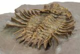 Golden Odontopleurid (Ceratocephala?) Trilobite - Very Rare! #276402-4